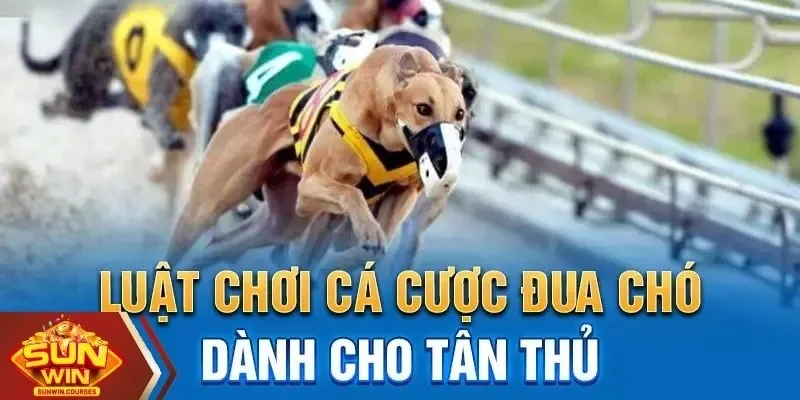 Các hình thức cá cược đua chó SUNWIN phổ biến