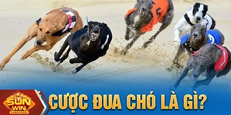 Khám phá khái niệm về cá cược đua chó